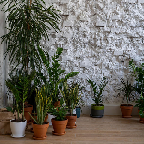 Pflanzen Sammlung an einer Wand