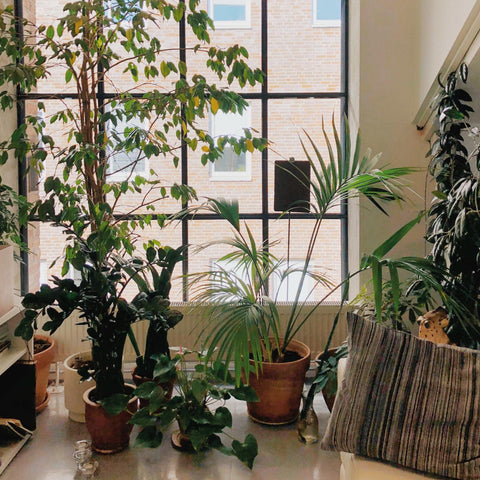 Pflanzen Sammlung in einer Wohnung